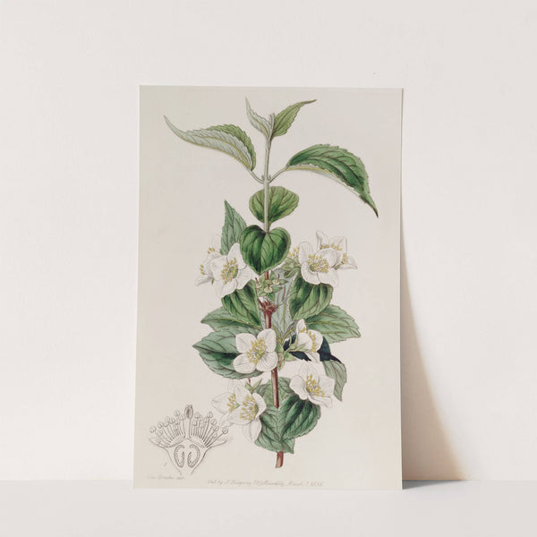 Hairy Syringa by Sydenham Edwards