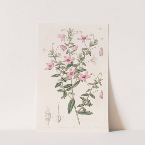 Hairy Tetratheca by Sydenham Edwards