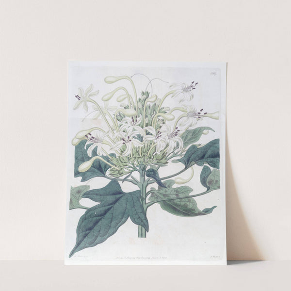 Halberd-Leaved Clerodendron by Sydenham Edwards