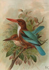 Halcyon smyrnensis