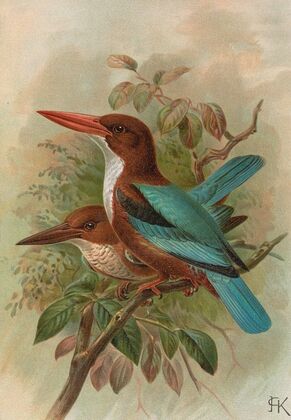 Halcyon smyrnensis
