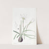 Half-green Zephyranthes by Sydenham Edwards