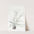Half-green Zephyranthes by Sydenham Edwards