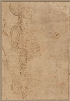 Half-Length Skeleton in Profile (early 1540s)