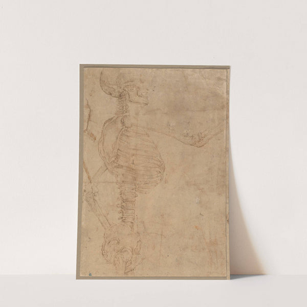 Half-Length Skeleton in Profile (early 1540s) by Battista Franco
