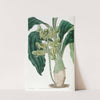 Half-open Catasetum (1815-1819) by Sydenham Edwards
