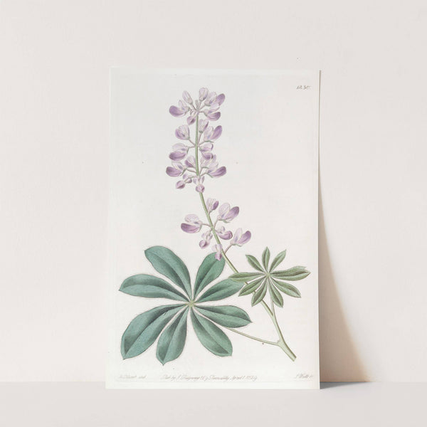 Half-shrubby Lupine by Sydenham Edwards