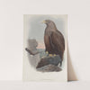 Haliaëtus albicilla. Sea-Eagle. (1862-1873) by John Gould