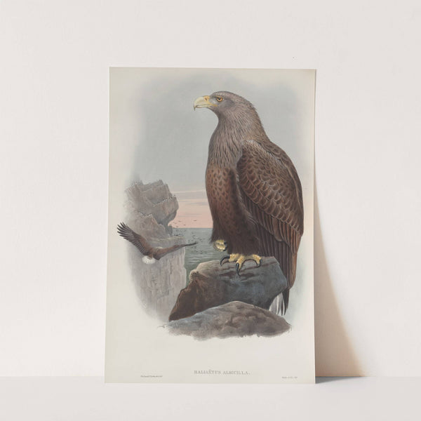 Haliaëtus albicilla. Sea-Eagle. (1862-1873) by John Gould