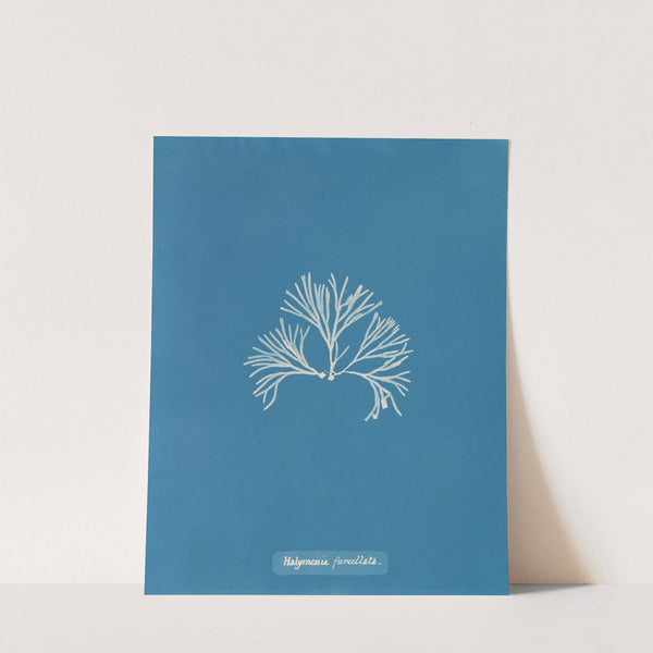 Halymenia furcellata by Anna Atkins