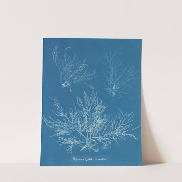 Halymenia ligulata var. dichotoma by Anna Atkins