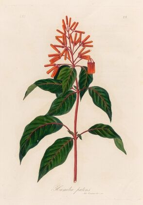 Hamelia patens (1818-1824)