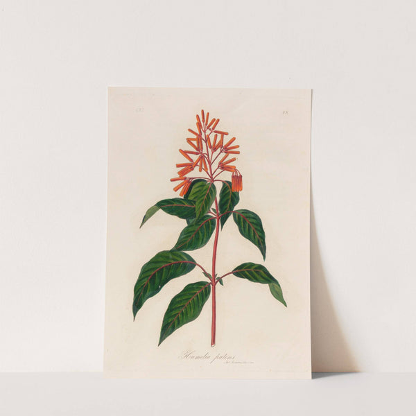 Hamelia patens (1818-1824) by Gaetano Savi