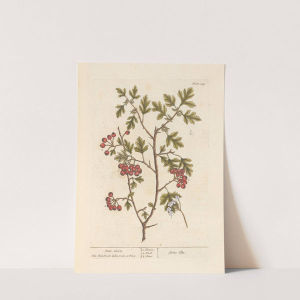 Han-thorn by Elizabeth Blackwell