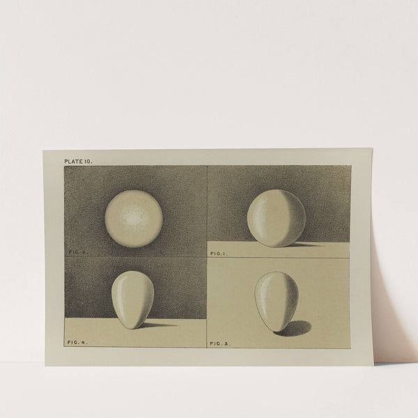 Handbook of light and shade, with especial reference to model drawing Pl.10 by Mary Philadelphia Merrifield