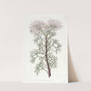 Handsome Isopogon by Sydenham Edwards