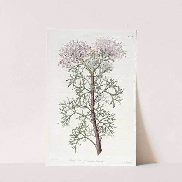 Handsome Isopogon by Sydenham Edwards