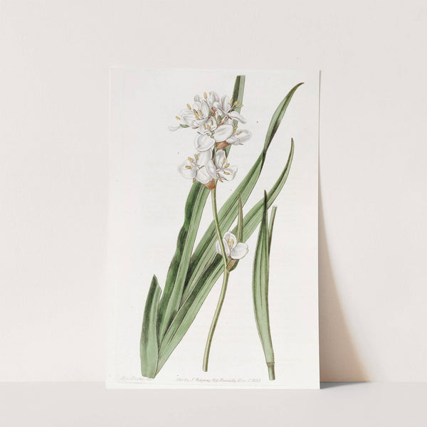 Handsome Libertia by Sydenham Edwards