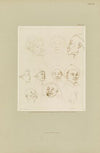 Picking Cotton