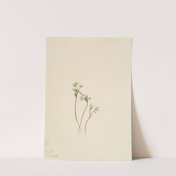 Harbinger of Spring (Erigenia bulbosa) (1920) by Mary Vaux Walcott