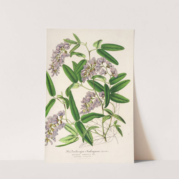 Hardenbergia Makoyana (hybrida) by Charles Antoine Lemaire