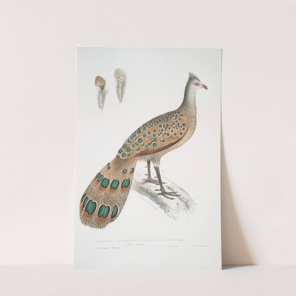 Hardwicke’s Polyplectron, Polyplectron Hardwickii. (1830-1834) by John Edward Gray