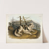 Hare Indian Dog (1848) by John Woodhouse Audubon