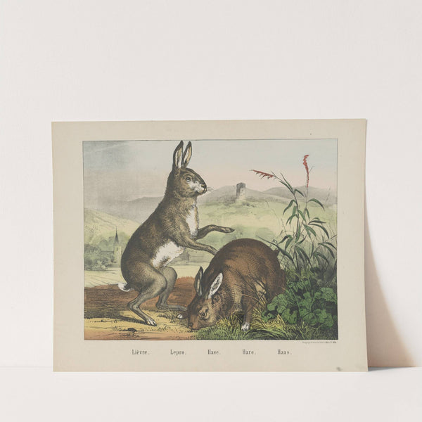 Hare (1829-1880) by Joseph Scholz