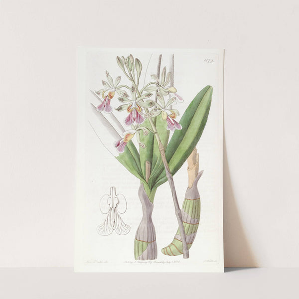 Hare-lipped Epidendrum by Sydenham Edwards