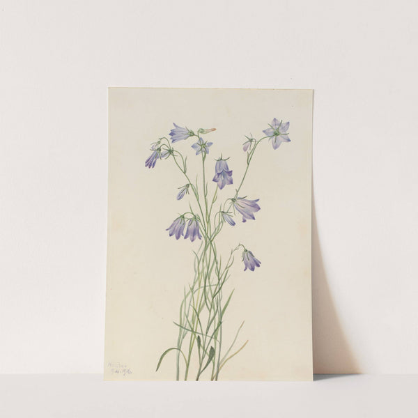 Harebell (Campanula rotundifolia) (1916) by Mary Vaux Walcott