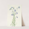 Harebell. Campanula rotundifolia (1925) by Mary Vaux Walcott