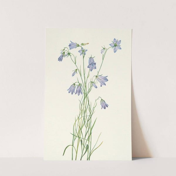 Harebell. Campanula rotundifolia (1925) by Mary Vaux Walcott