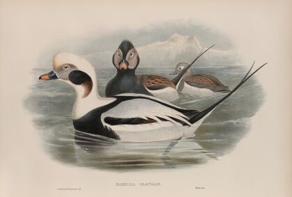 Harelda glacialis. Long-tailed Duck. (1862-1873)