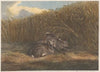 Hares Feeding (1812)