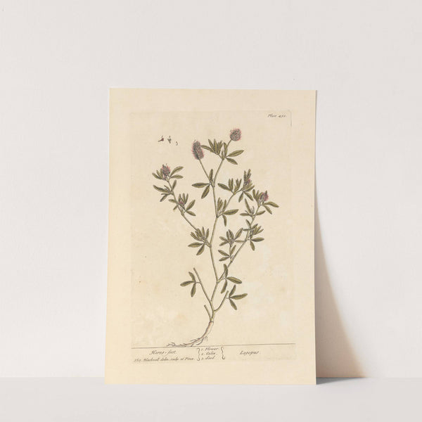 Hares-foot by Elizabeth Blackwell