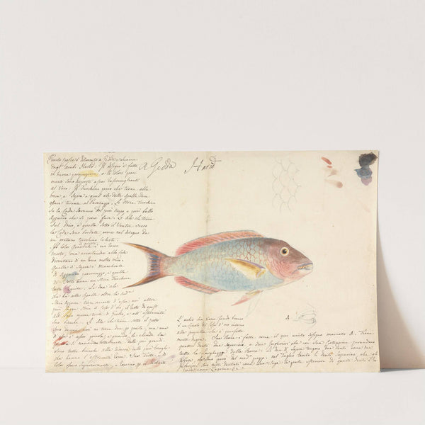 Harid by Luigi Balugani