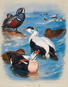 Harlequin And Eider Ducks (1914)