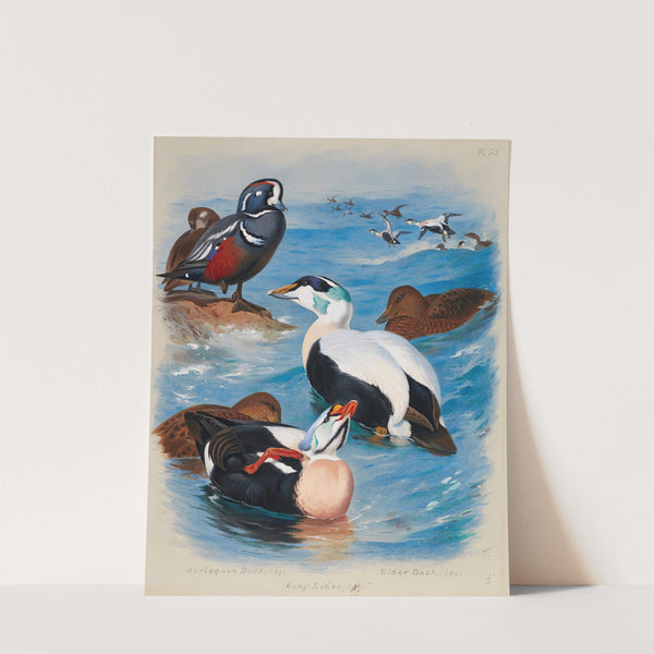 Harlequin And Eider Ducks (1914) by Archibald Thorburn