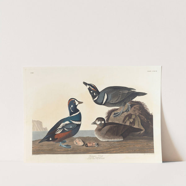Harlequin duck by John James Audubon
