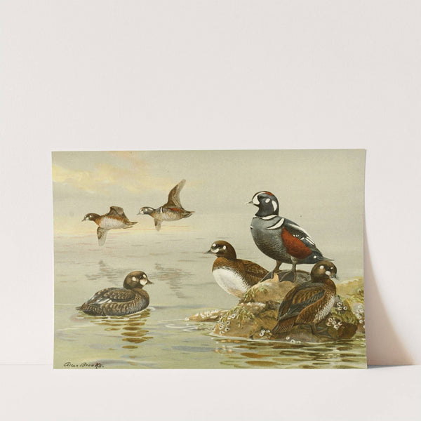 Harlequin Duck (1922-1926) by Allan Brooks