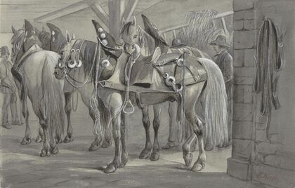 Harnessed horses