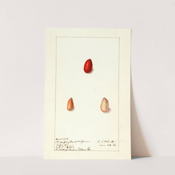 Harpephyllum caffrum by Ellen Isham Schutt