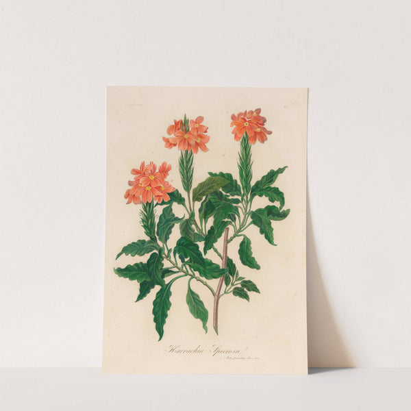 Harrachia Speciosa (1818-1824) by Gaetano Savi