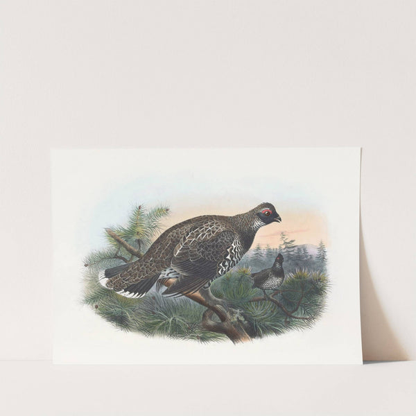 Hartlaub's Spruce Grouse by Daniel Giraud Elliot