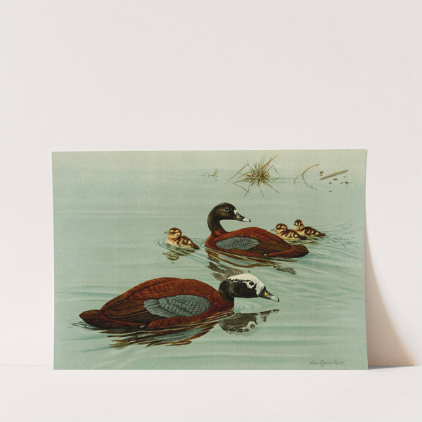 Hartlaub's Teal by Louis Agassiz Fuertes