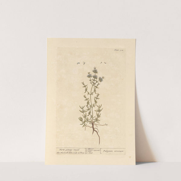 Hart's penny royal by Elizabeth Blackwell