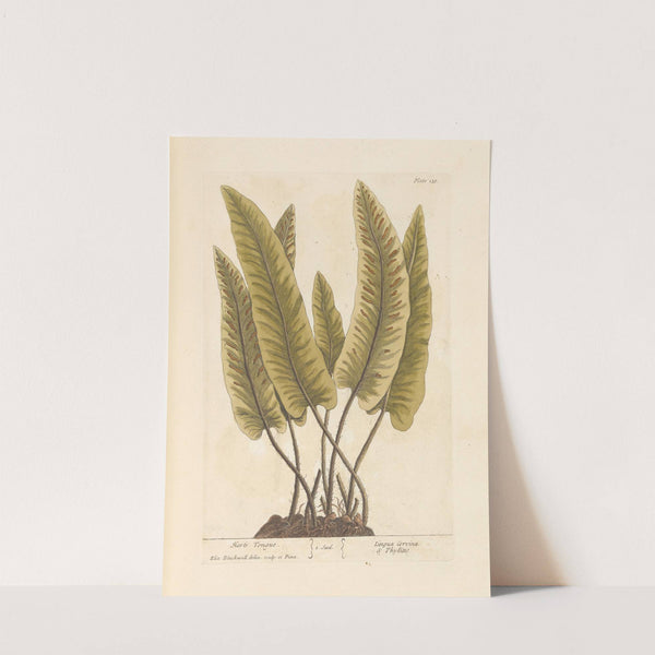 Hart's tongue by Elizabeth Blackwell