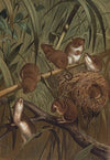 Harvest Mouse.