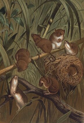 Harvest Mouse.