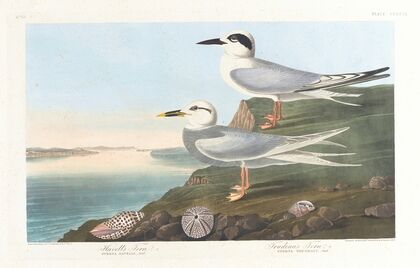 Havell’s tern